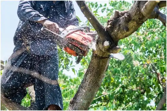 tree services Youngwood